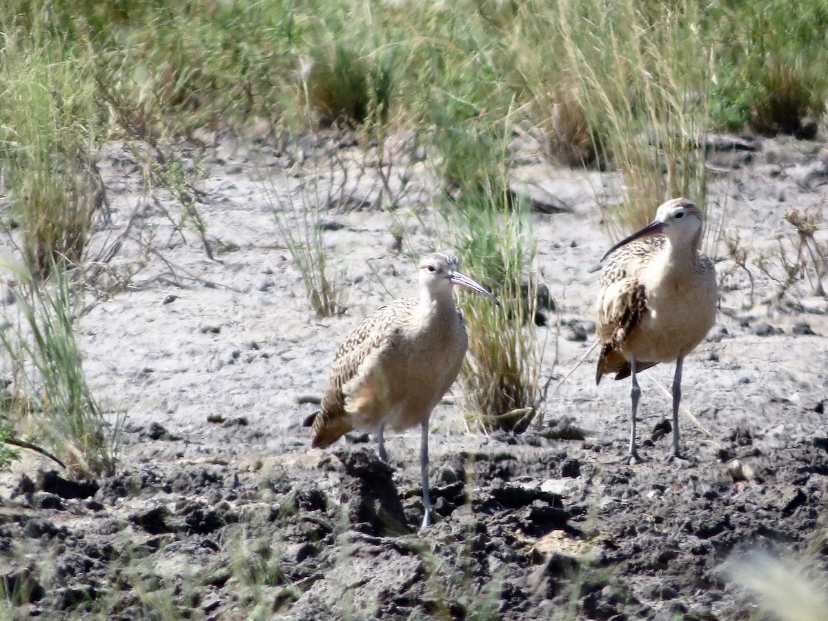 Long-billed Curlew - ML255201181