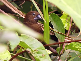 Молодая птица - Femi Faminu - ML255201341