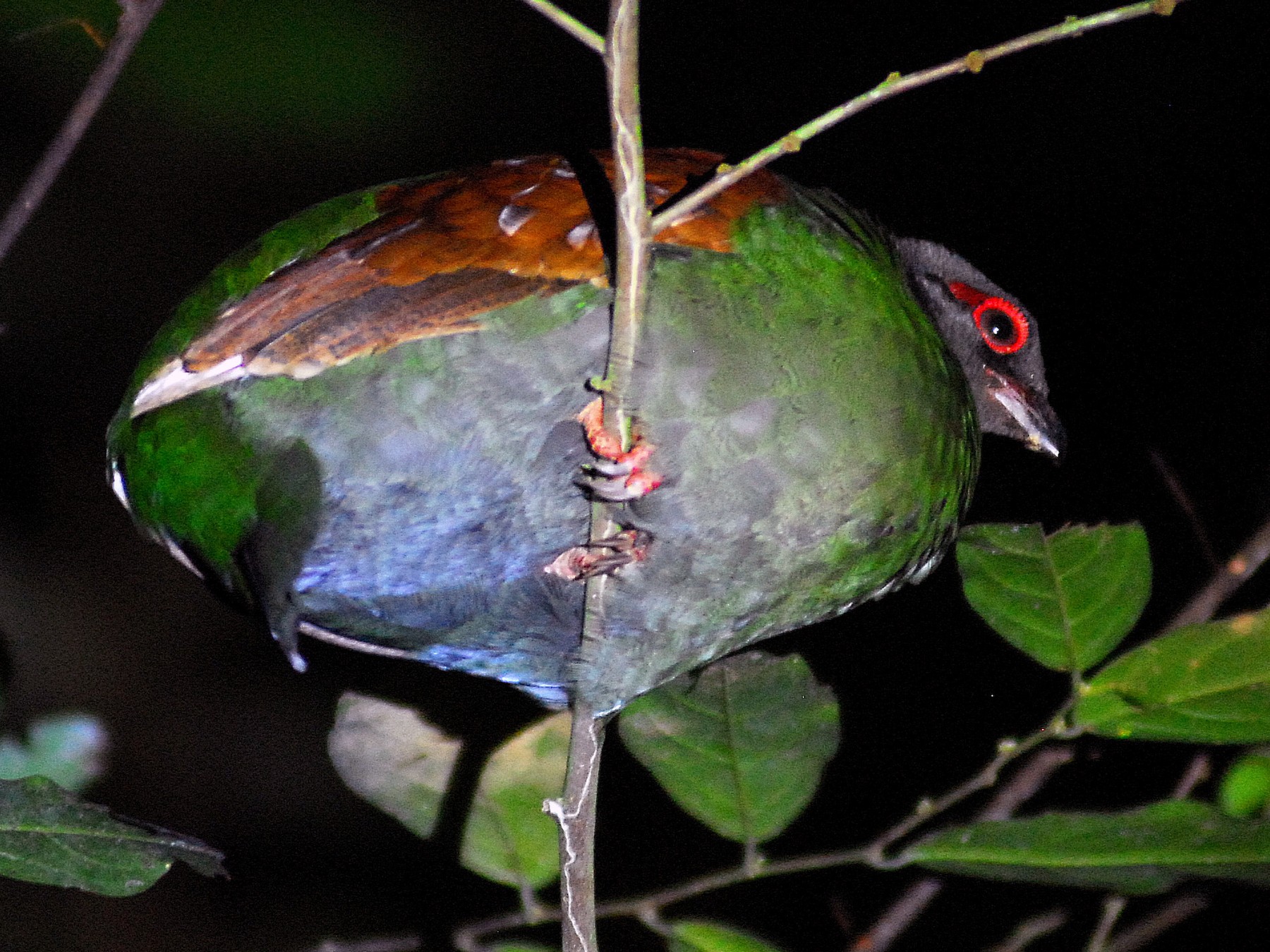 Crested Partridge - Julien Birard