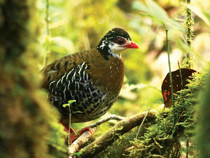 Red-billed Partridge - Chairunas Adha Putra