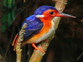  - White-bellied Kingfisher