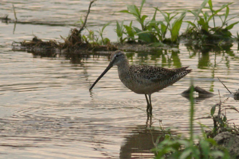 Long-billed Dowitcher - ML255204231