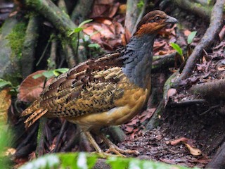  - Long-billed Partridge