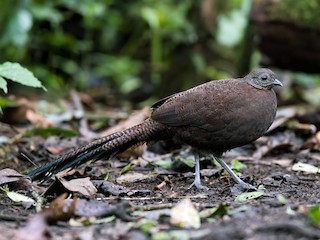  - Bronze-tailed Peacock-Pheasant