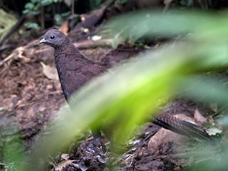 アオオビコクジャク - eBird