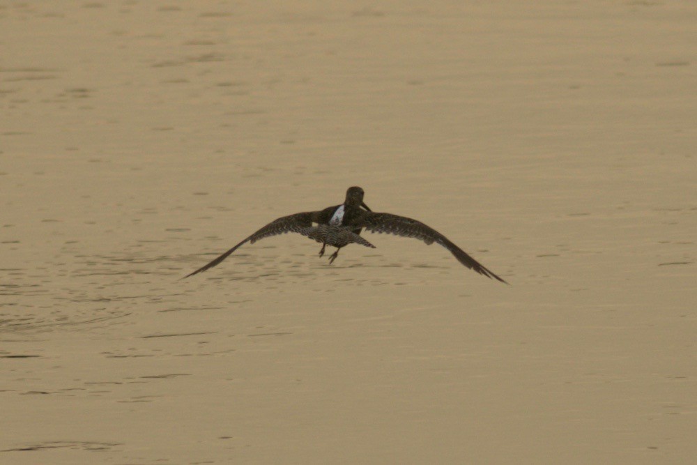 Long-billed Dowitcher - ML255205841