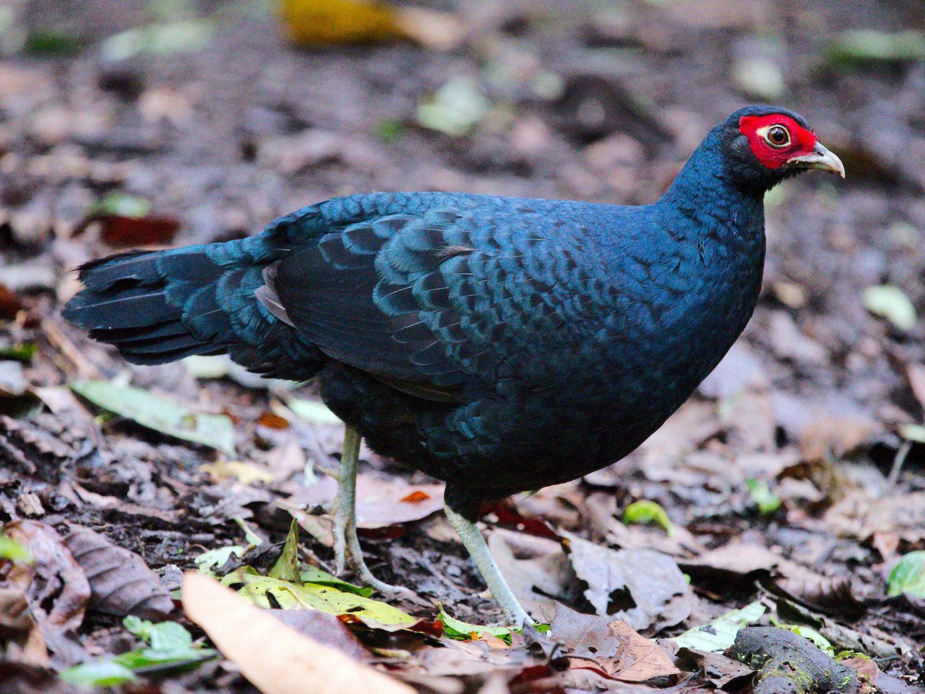 Salvadori's Pheasant - Keith Cowton