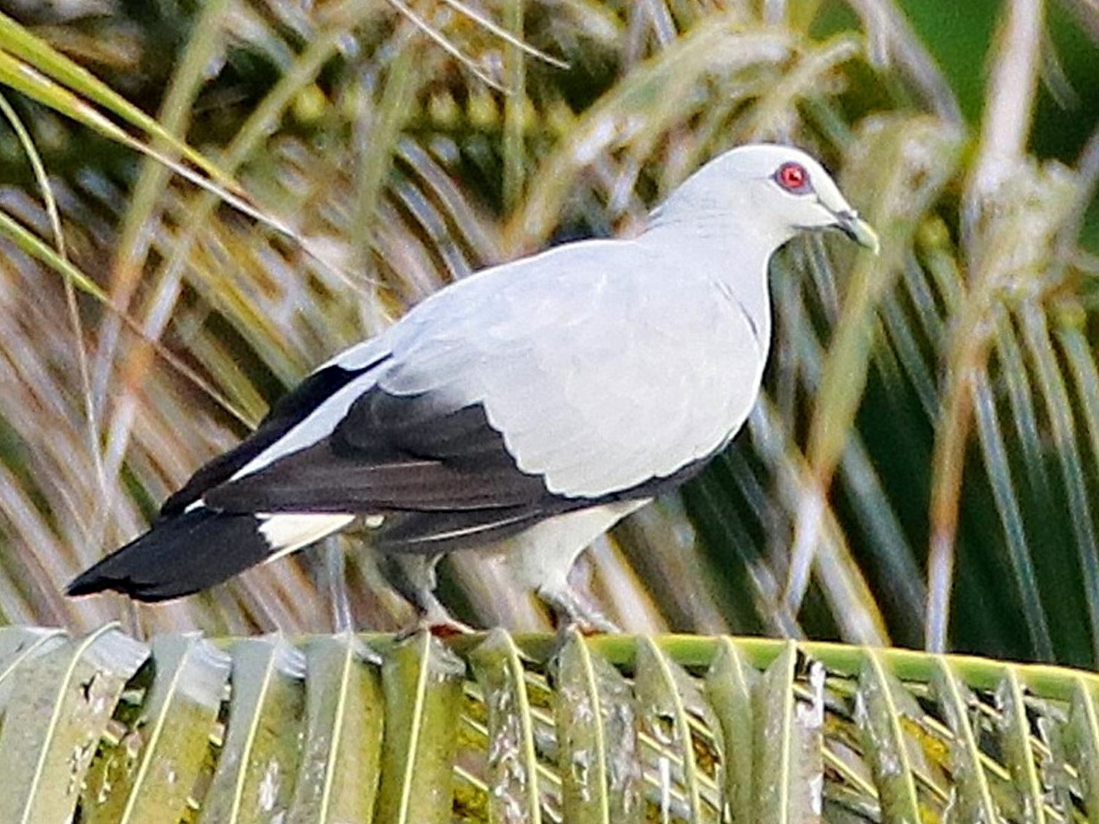 Silvery Wood-Pigeon - eBird