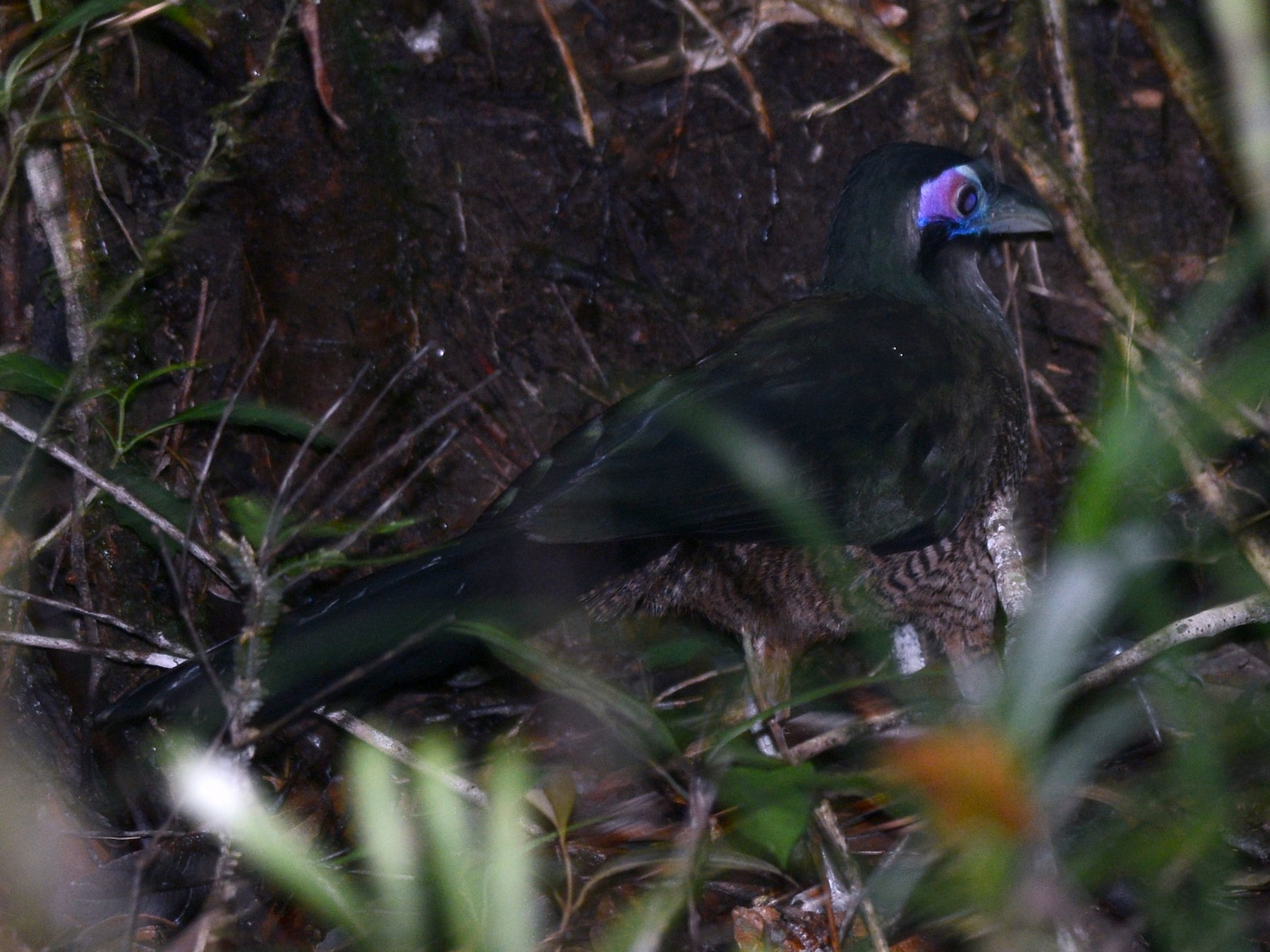 Sumatran Ground-Cuckoo - Michel Watelet