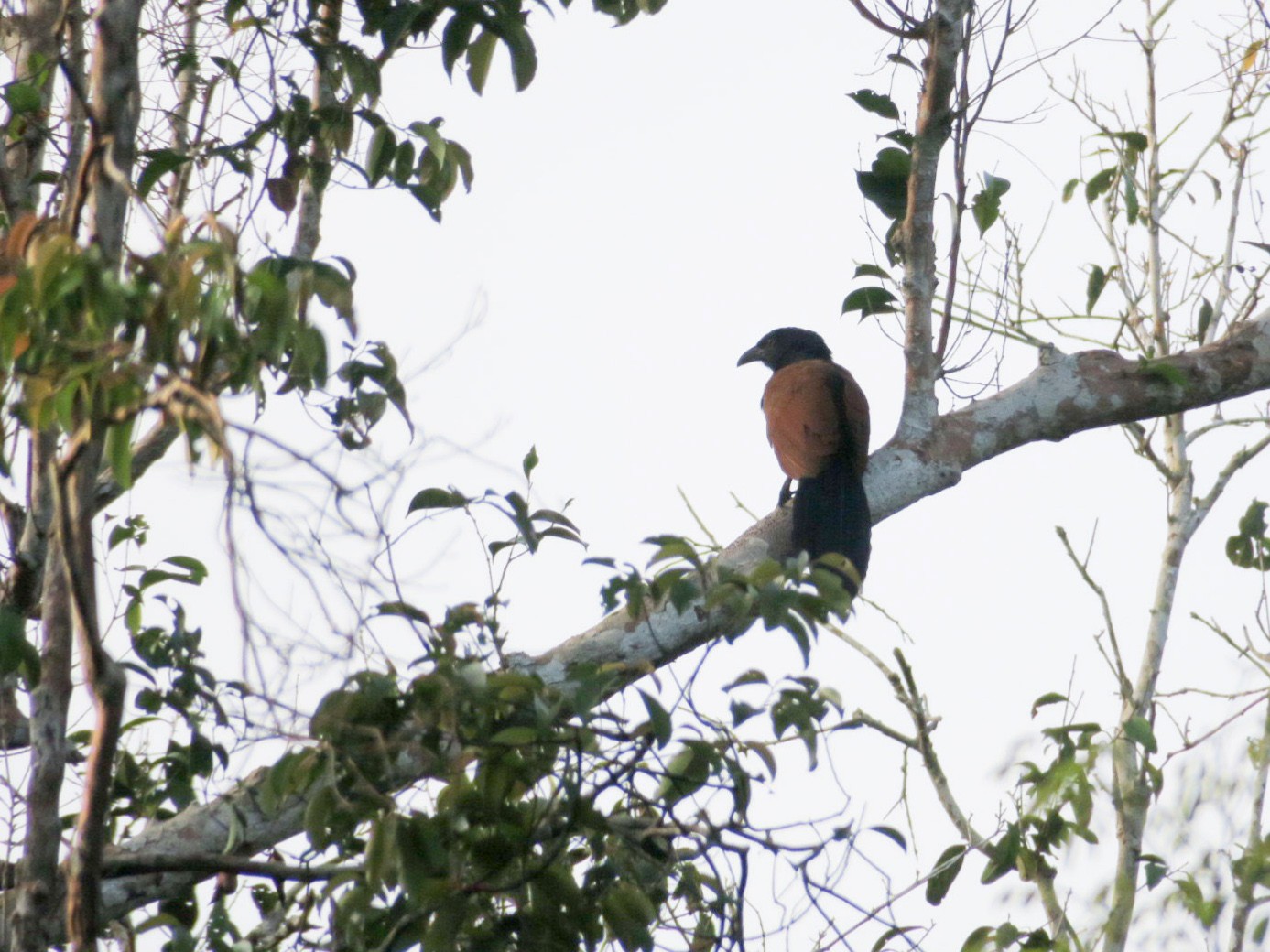 Short-toed Coucal - Colin Poole