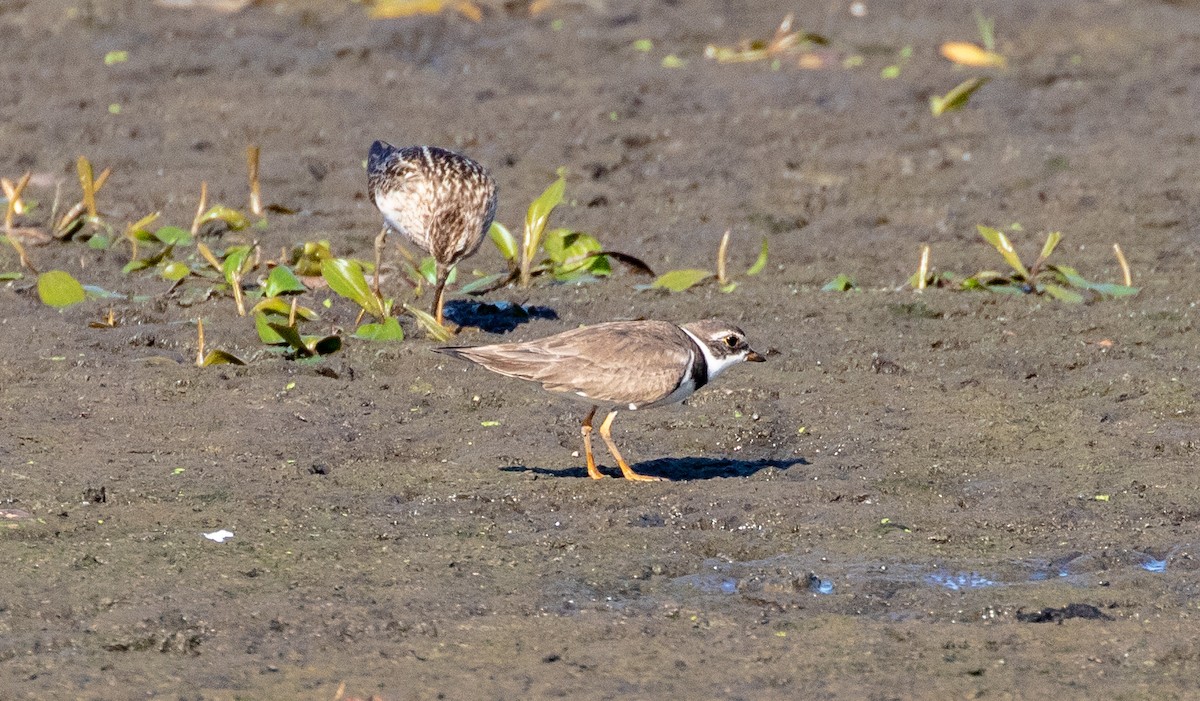 Semipalmated Plover - Todd Mitchell