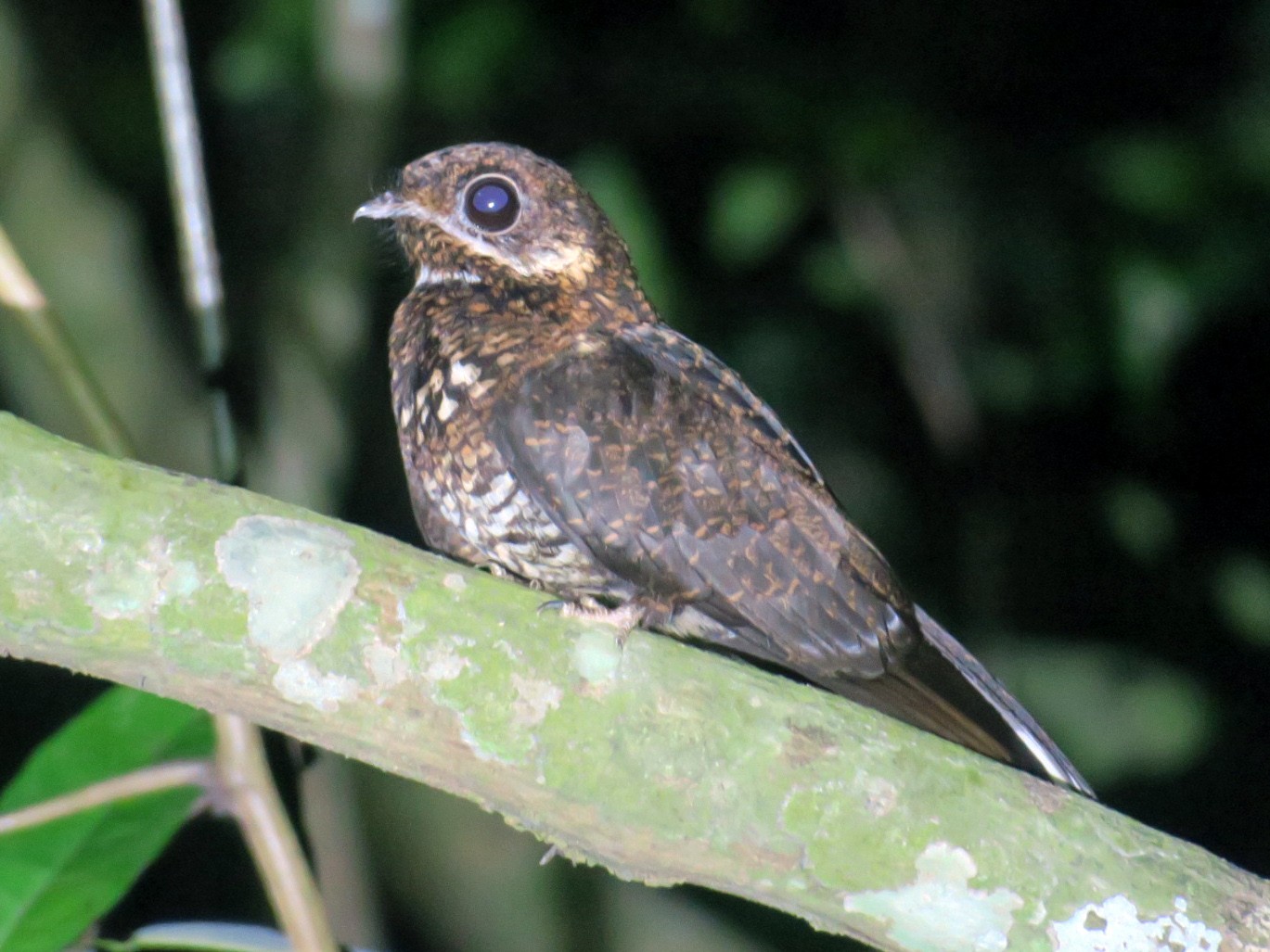 Bonaparte's Nightjar - Colin Poole