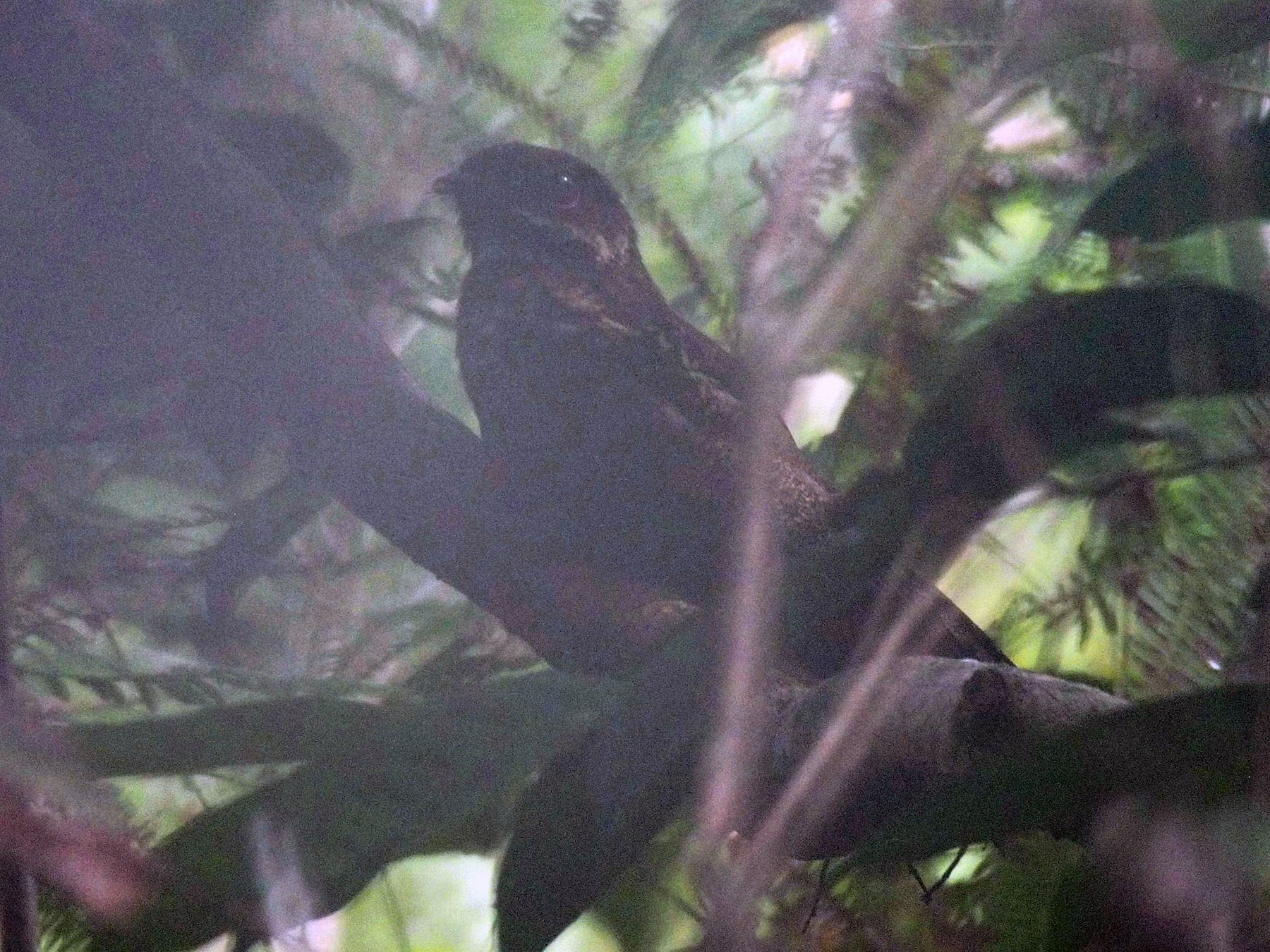 Bonaparte's Nightjar - Merryl Edelstein