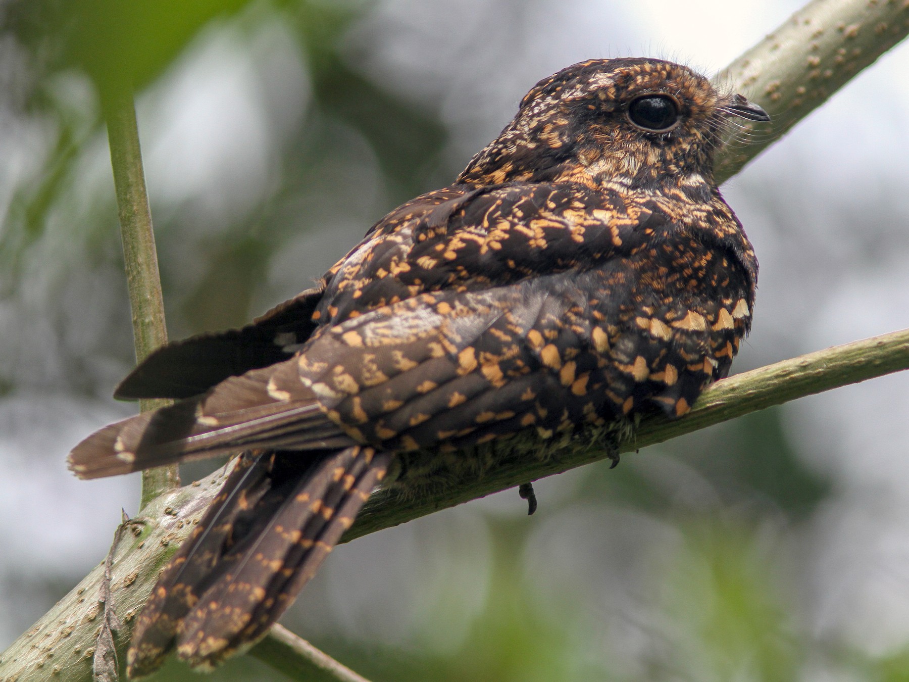 Salvadori's Nightjar - Wade Strickland