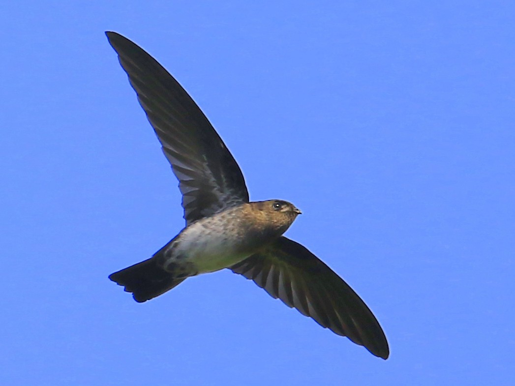 Cave Swiftlet - Fanis Theofanopoulos (ASalafa Deri)