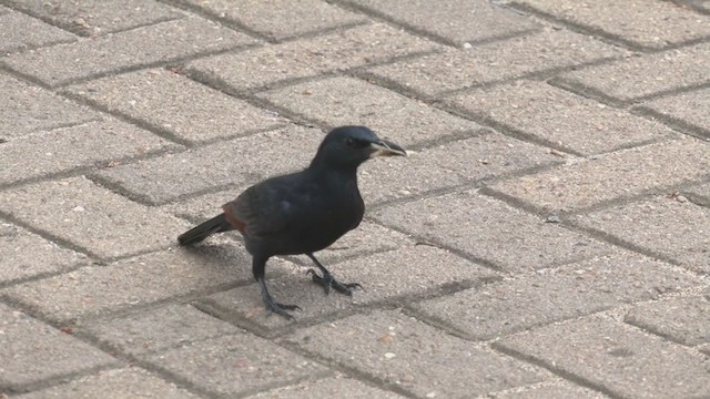 Red-winged Starling - ML255210171