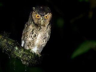  - Rajah Scops-Owl (Sumatran)