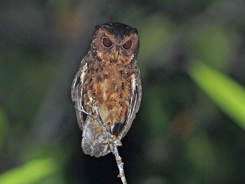 Mentawai Scops-Owl - James Eaton