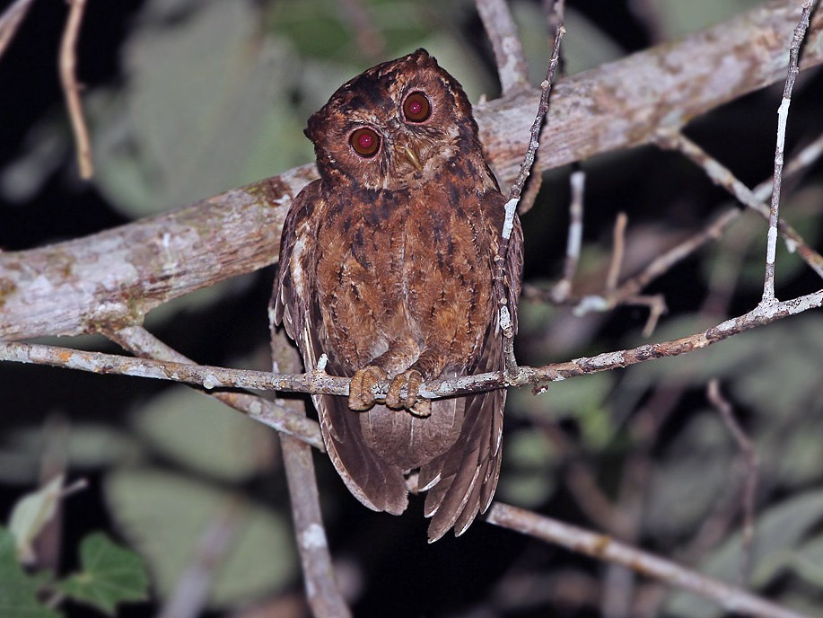 Mentawai Scops-Owl - James Eaton