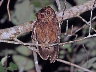  - Mentawai Scops-Owl