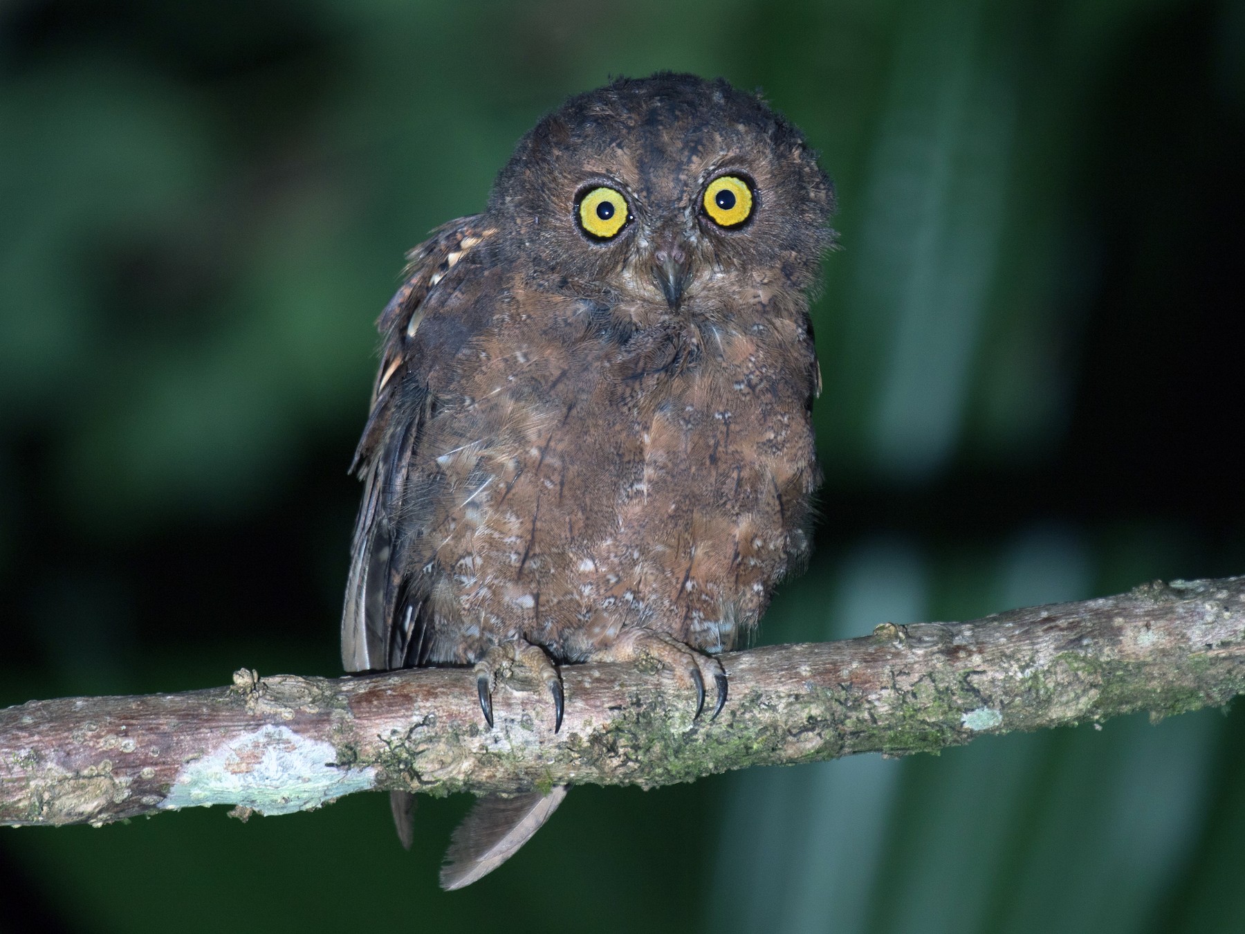 Simeulue Scops-Owl - Ross Gallardy