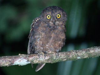  - Simeulue Scops-Owl