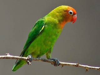 ボタンインコ - eBird