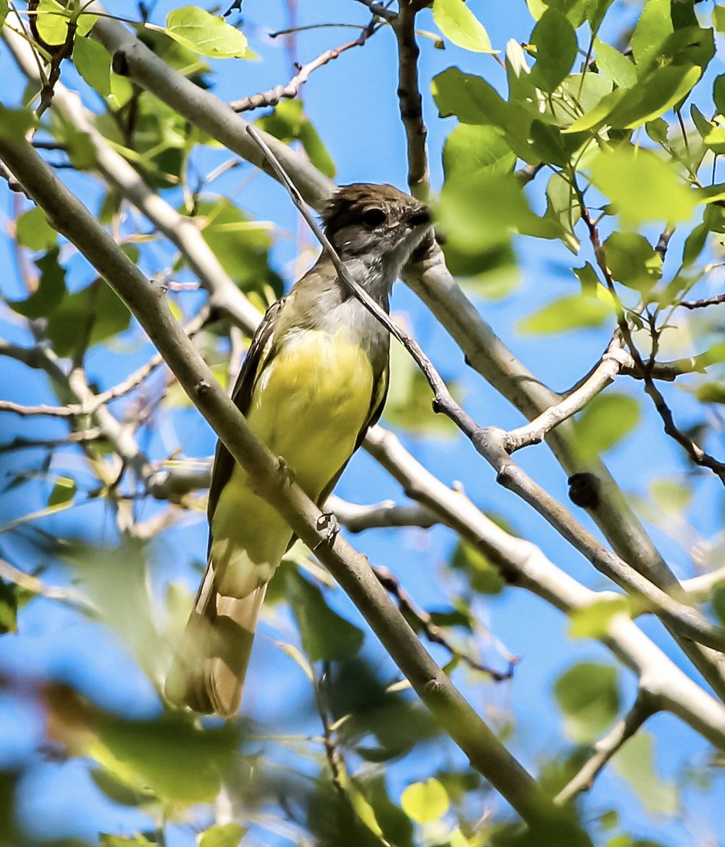 Great Crested Flycatcher - Ryan Hayes
