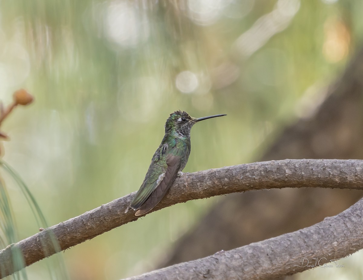 Rivoli's Hummingbird - Daniel  Garza Tobón