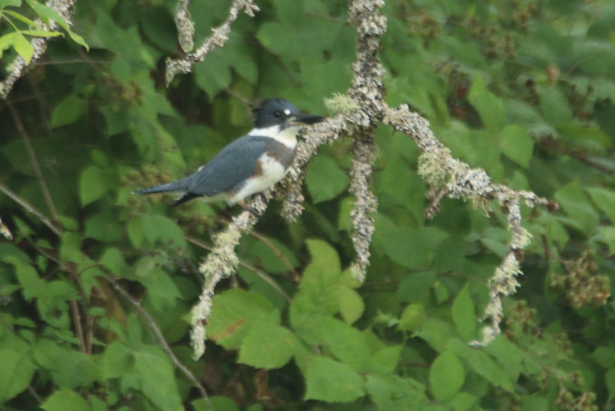 Belted Kingfisher - ML255219221