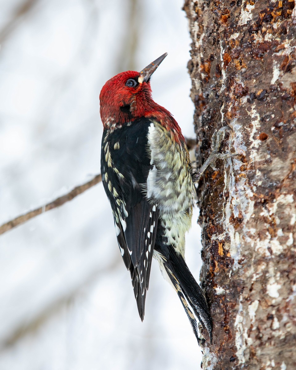 Red-breasted Sapsucker - ML255221321