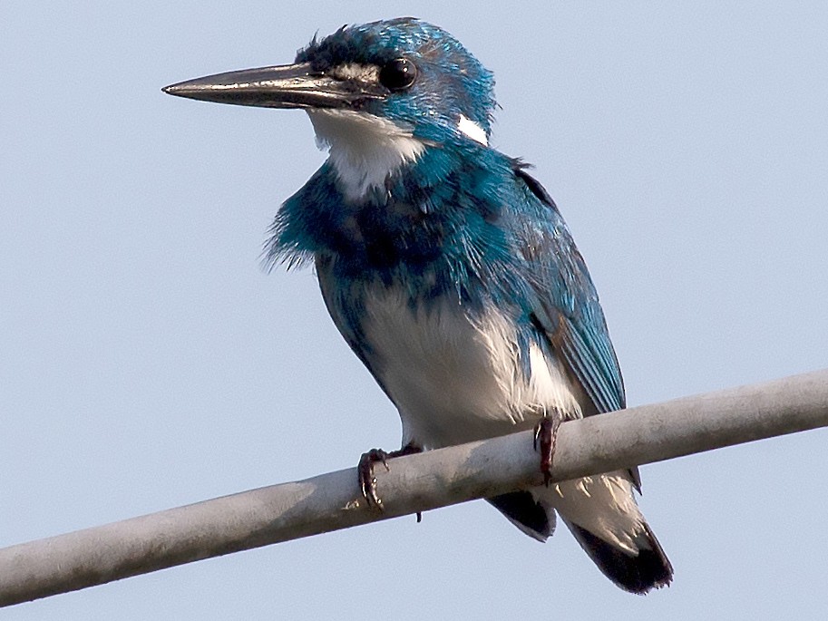 Small Blue Kingfisher - Bent Rønsholdt
