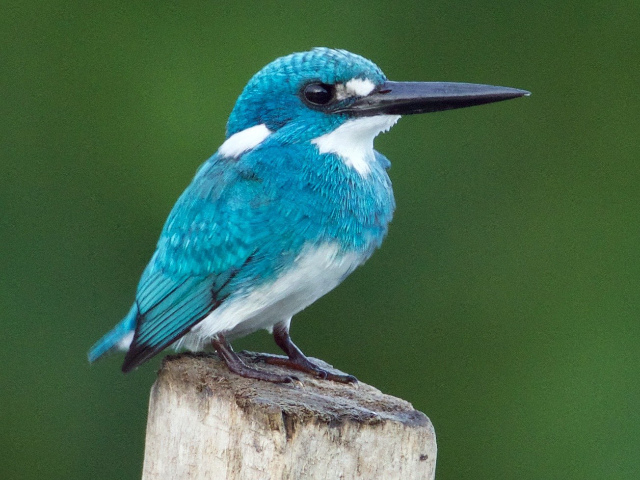 Small Blue Kingfisher - Scott Baker