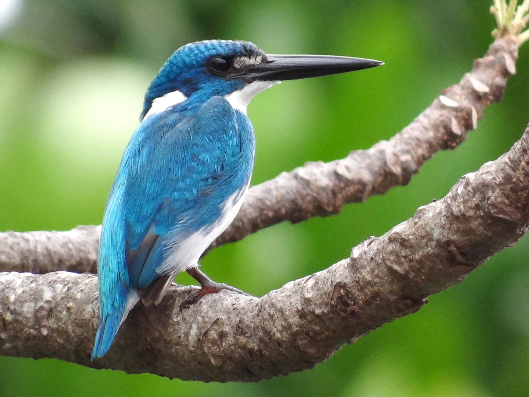 Small Blue Kingfisher - eBird