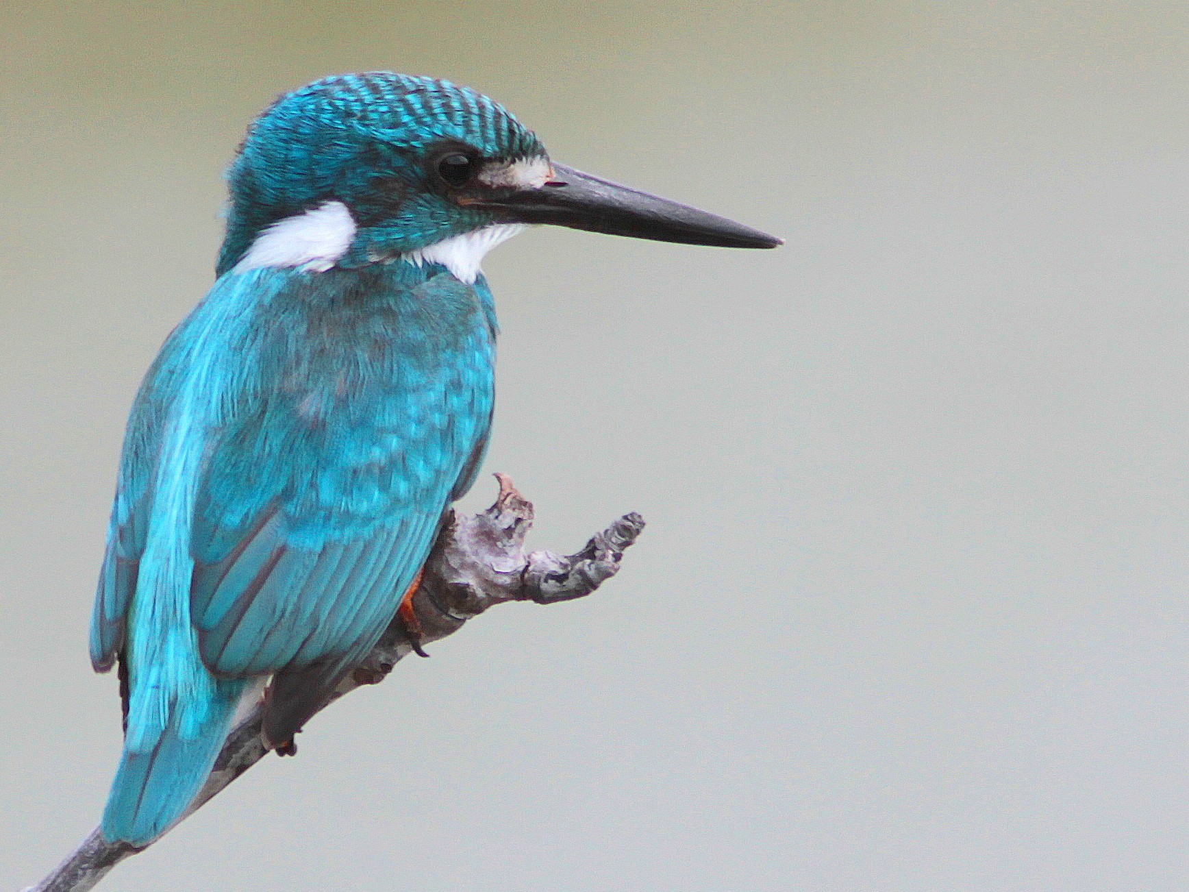Small Blue Kingfisher - Guy Poisson