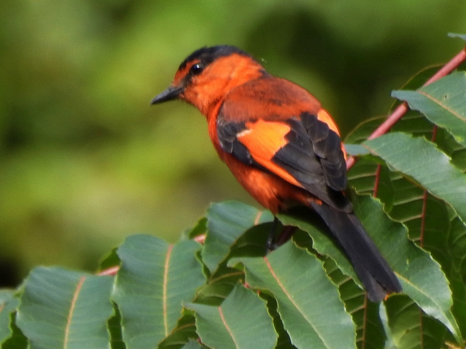 Sunda Minivet - Panji Gusti Akbar