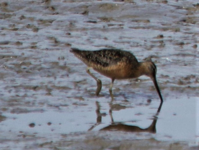 Long-billed Dowitcher - ML255224921