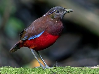  - Graceful Pitta