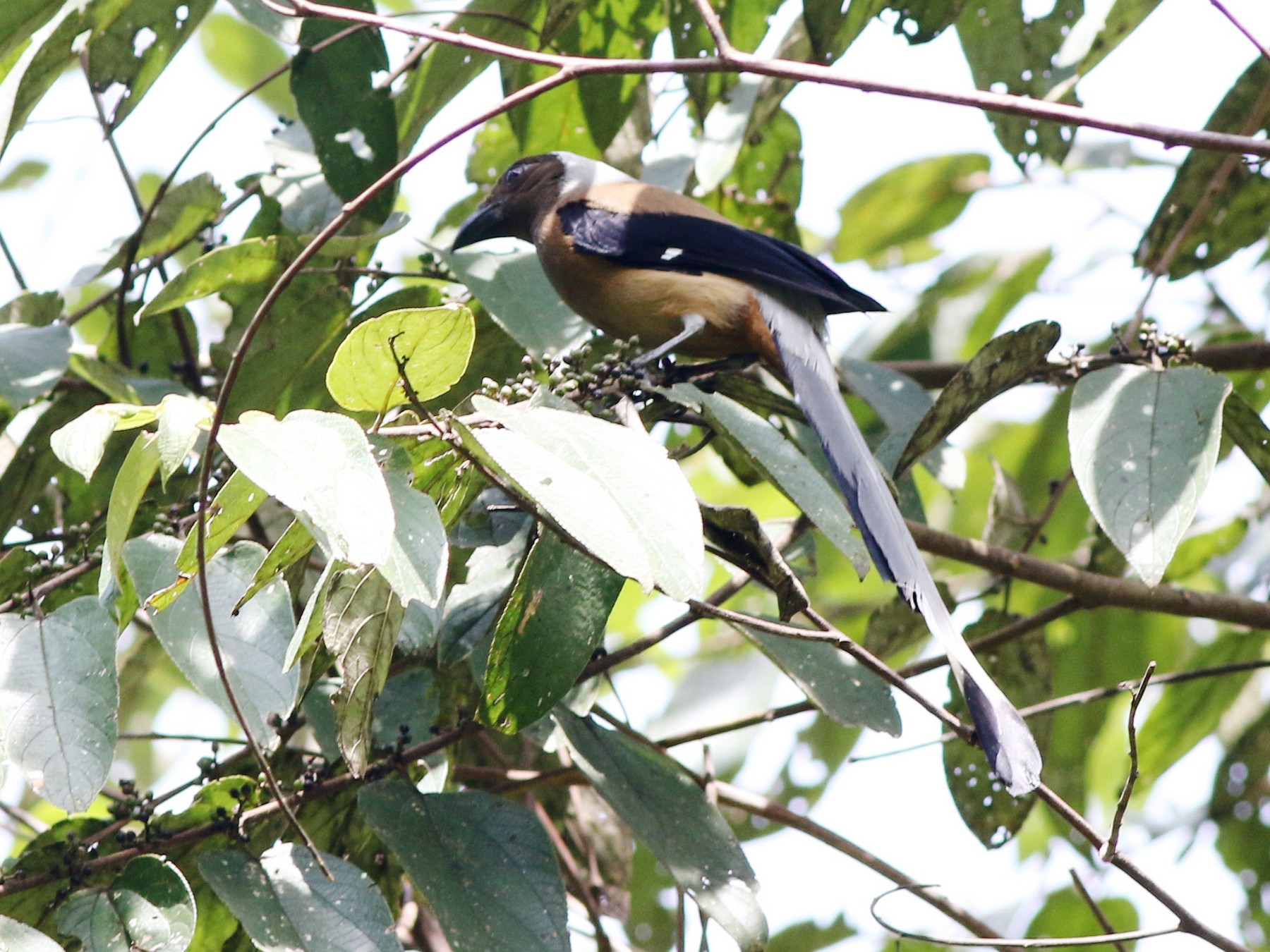 Sumatran Treepie - Ebird