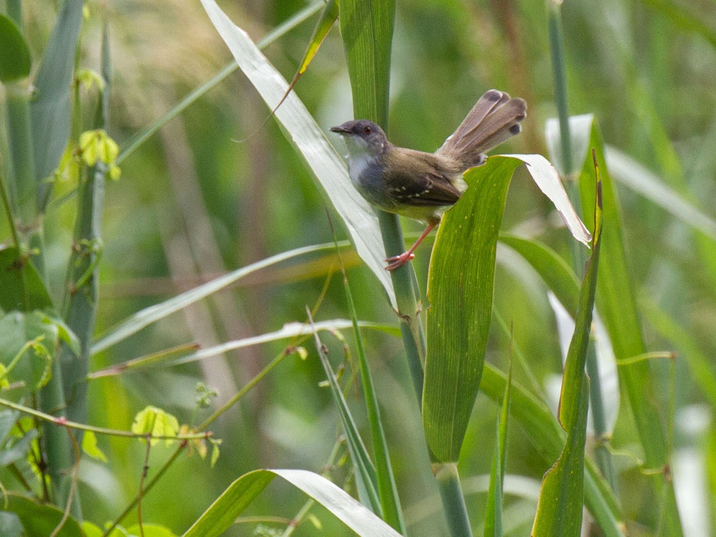 Tawny-flanked Prinia - eBird