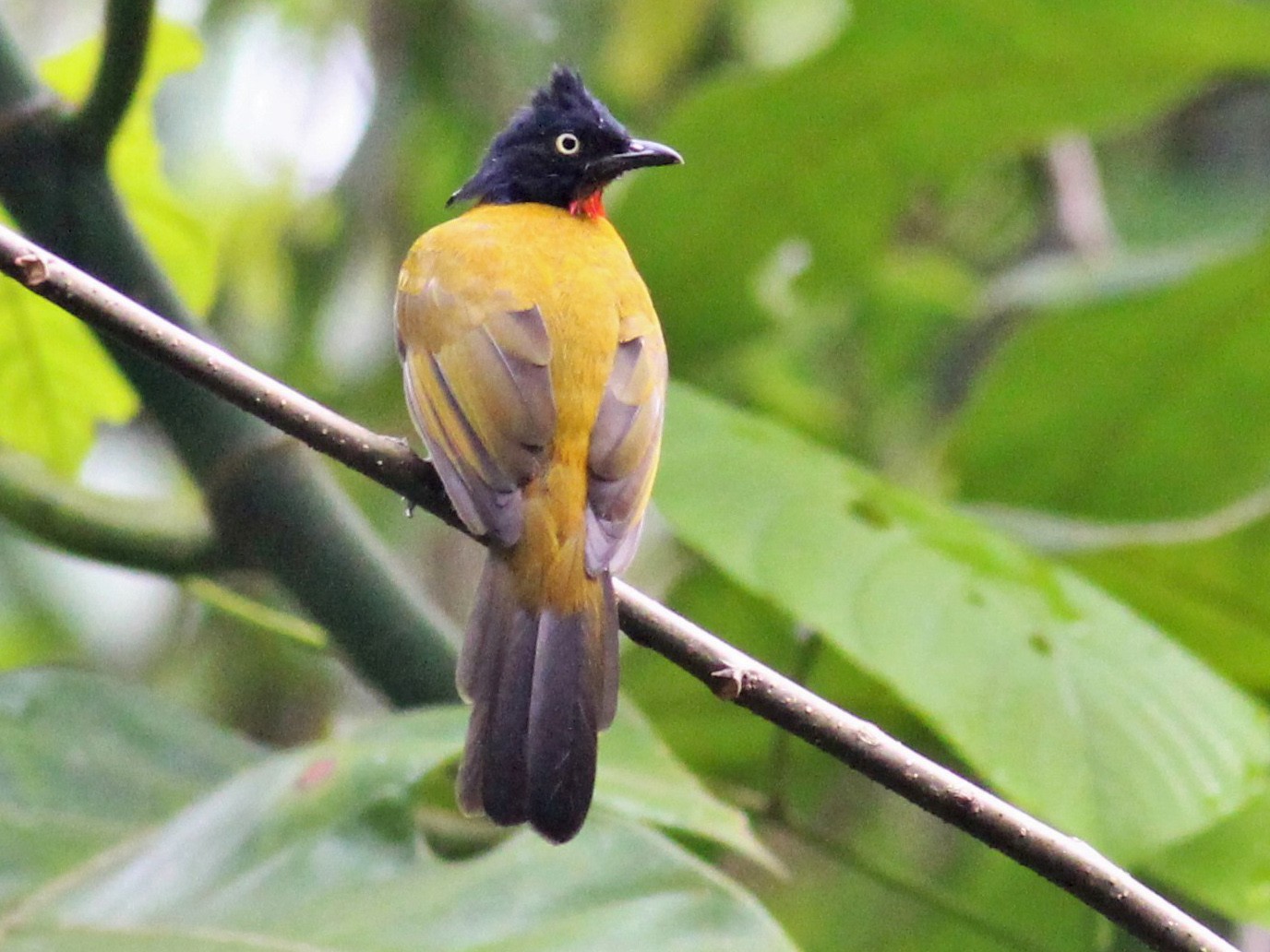 Ruby-throated Bulbul - Bruno Durand