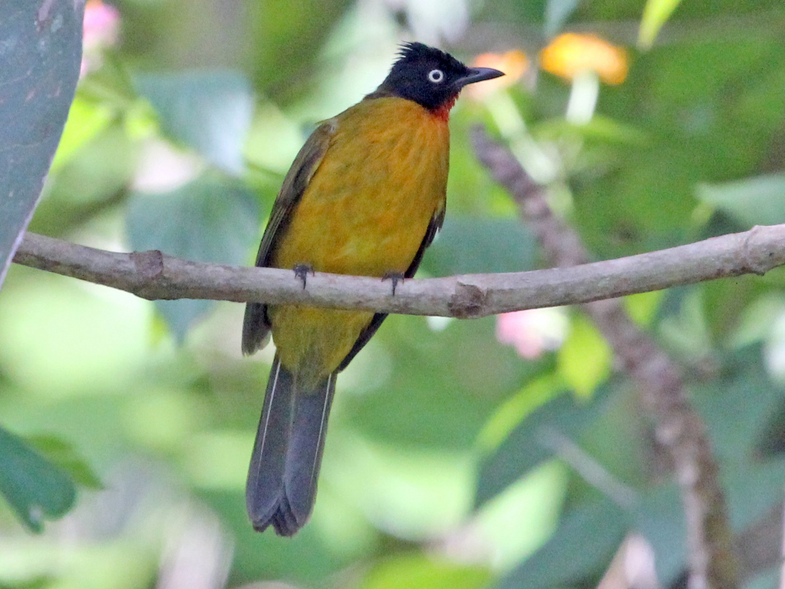 Ruby-throated Bulbul - Ray Turnbull