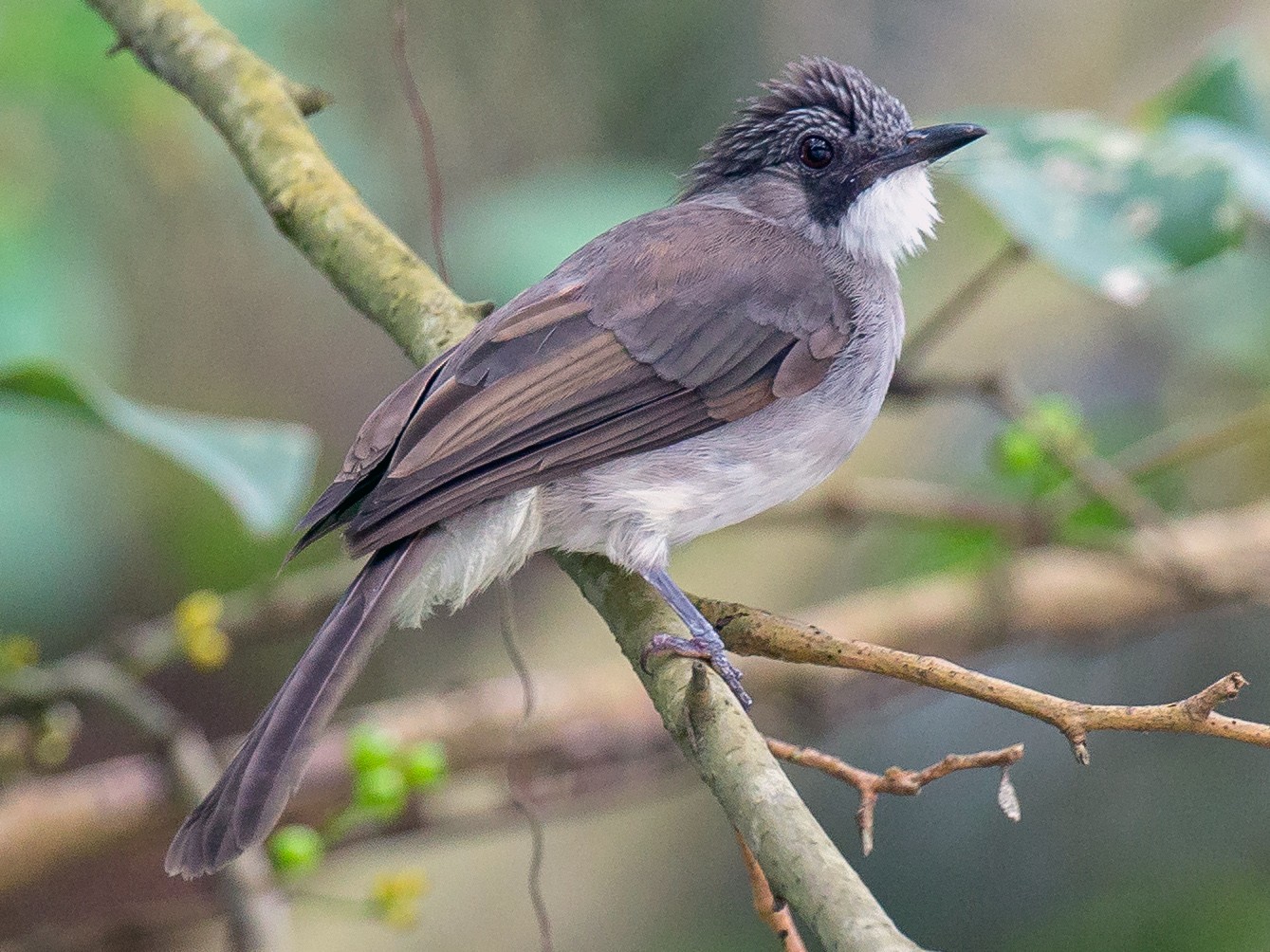 Cinereous Bulbul - eBird