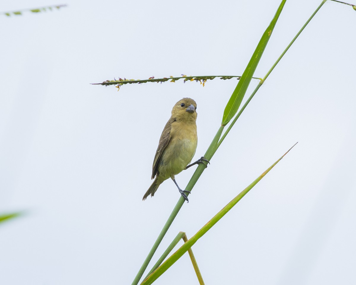 Yellow-bellied Seedeater - ML255228471