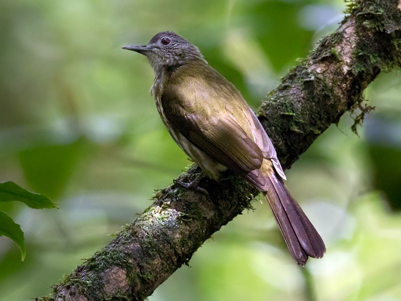 87 Gambar Burung Bulbul Terbaru
