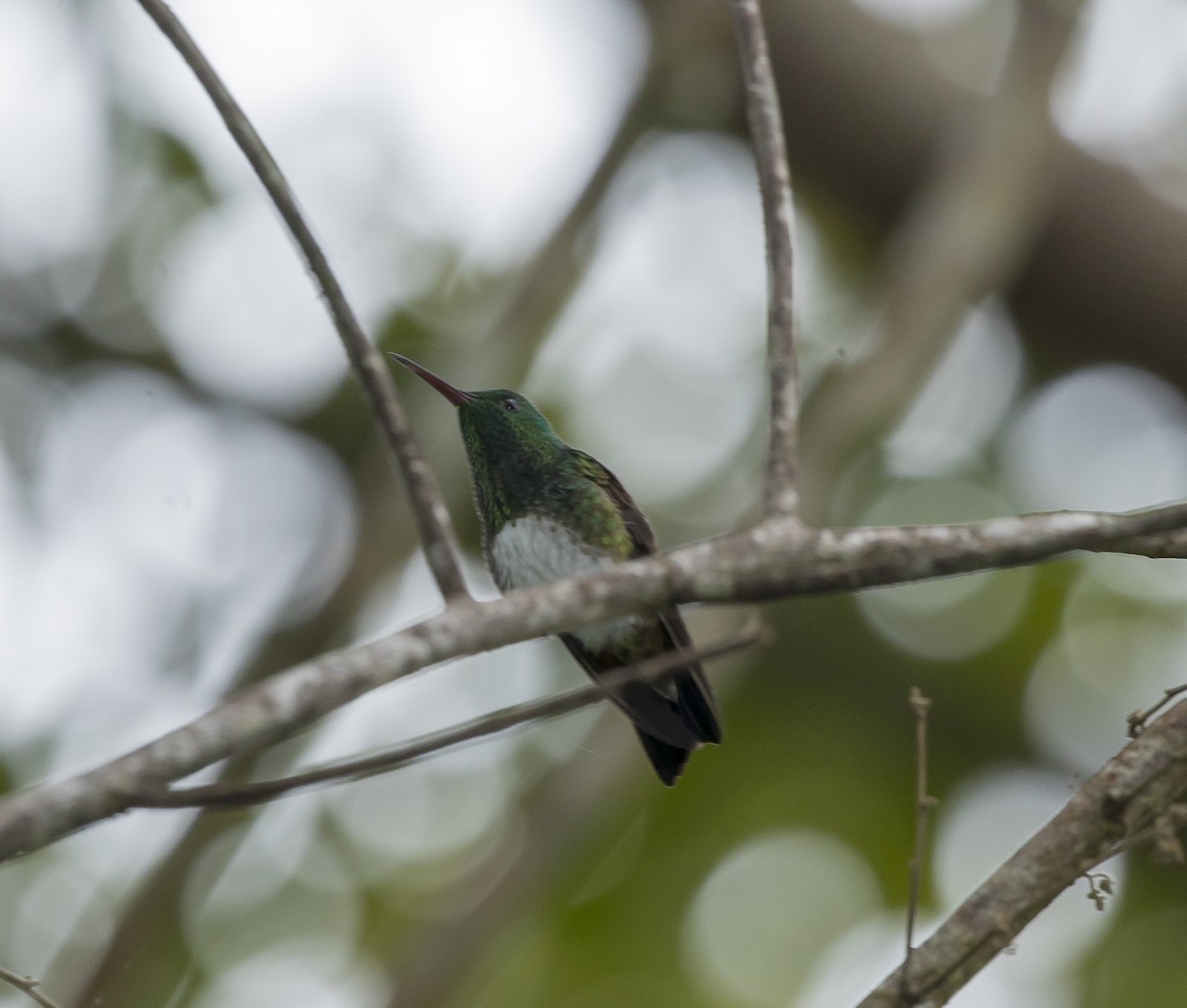 Snowy-bellied Hummingbird - ML255228981