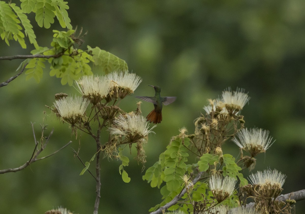 Rufous-tailed Hummingbird - Manlio Cuevas L.