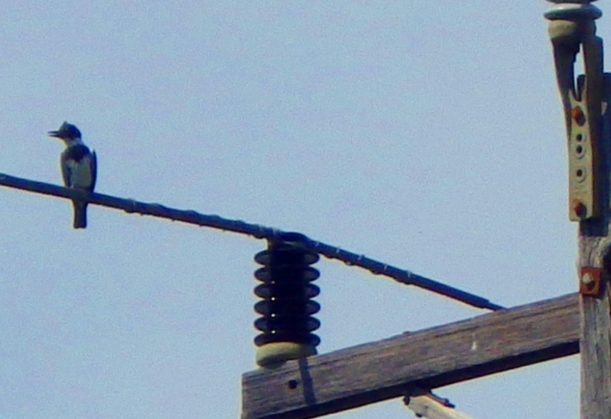 Belted Kingfisher - ML25523101