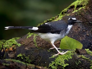  - Sunda Forktail