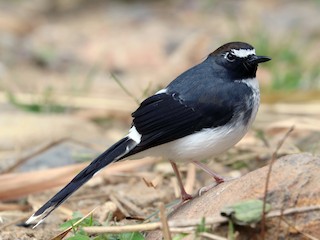  - Sunda Forktail